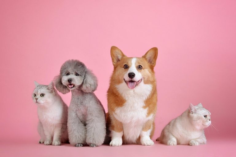 pets, cat, animal, dog, animals, pet, mammals, nature, canine, feline, friends