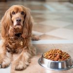 dog bowl size guide