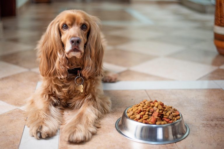 dog bowl size guide