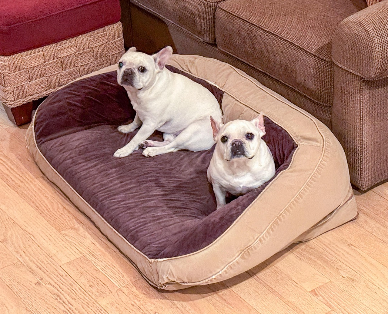 How to Tell If Your Dog Needs a New Bed: 6 Clear Signs