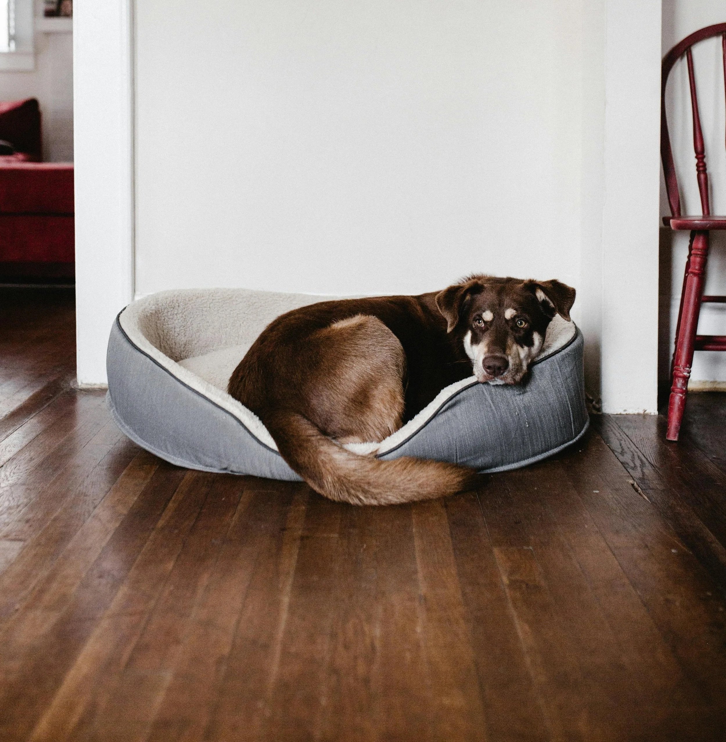 Why Does My Dog Scratch Their Bed Before Lying Down: Tips