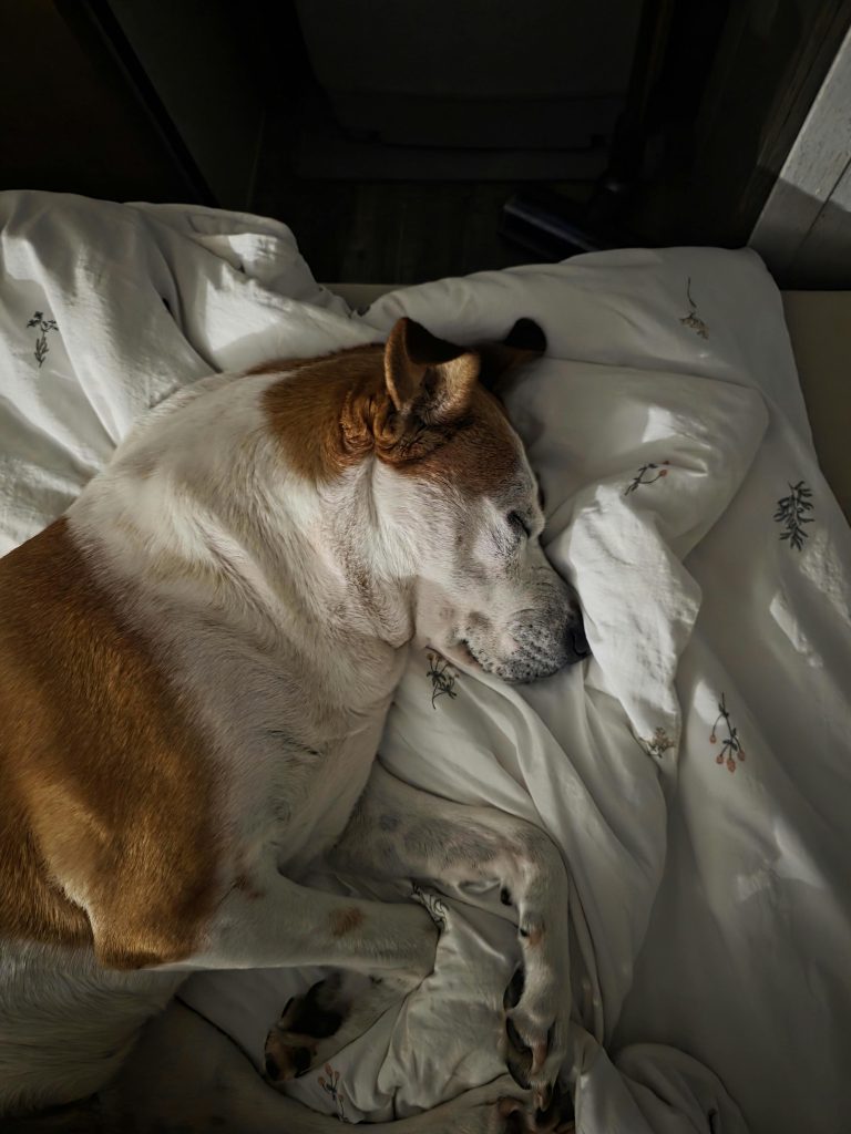 best dog beds for small dogs