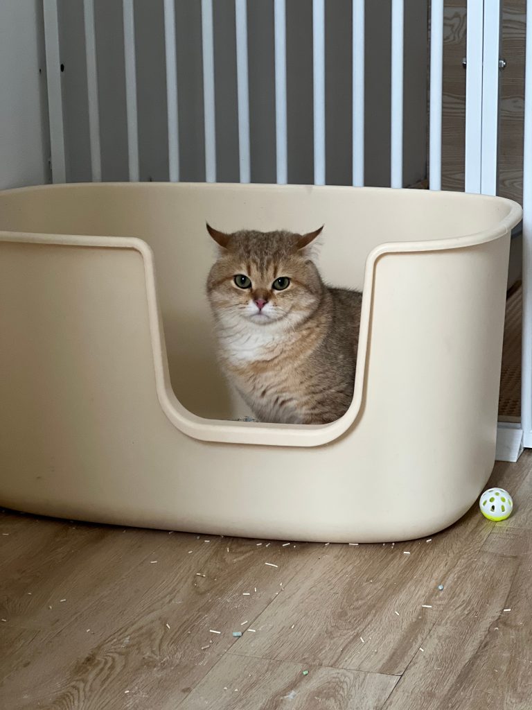 how to clean cat litter box