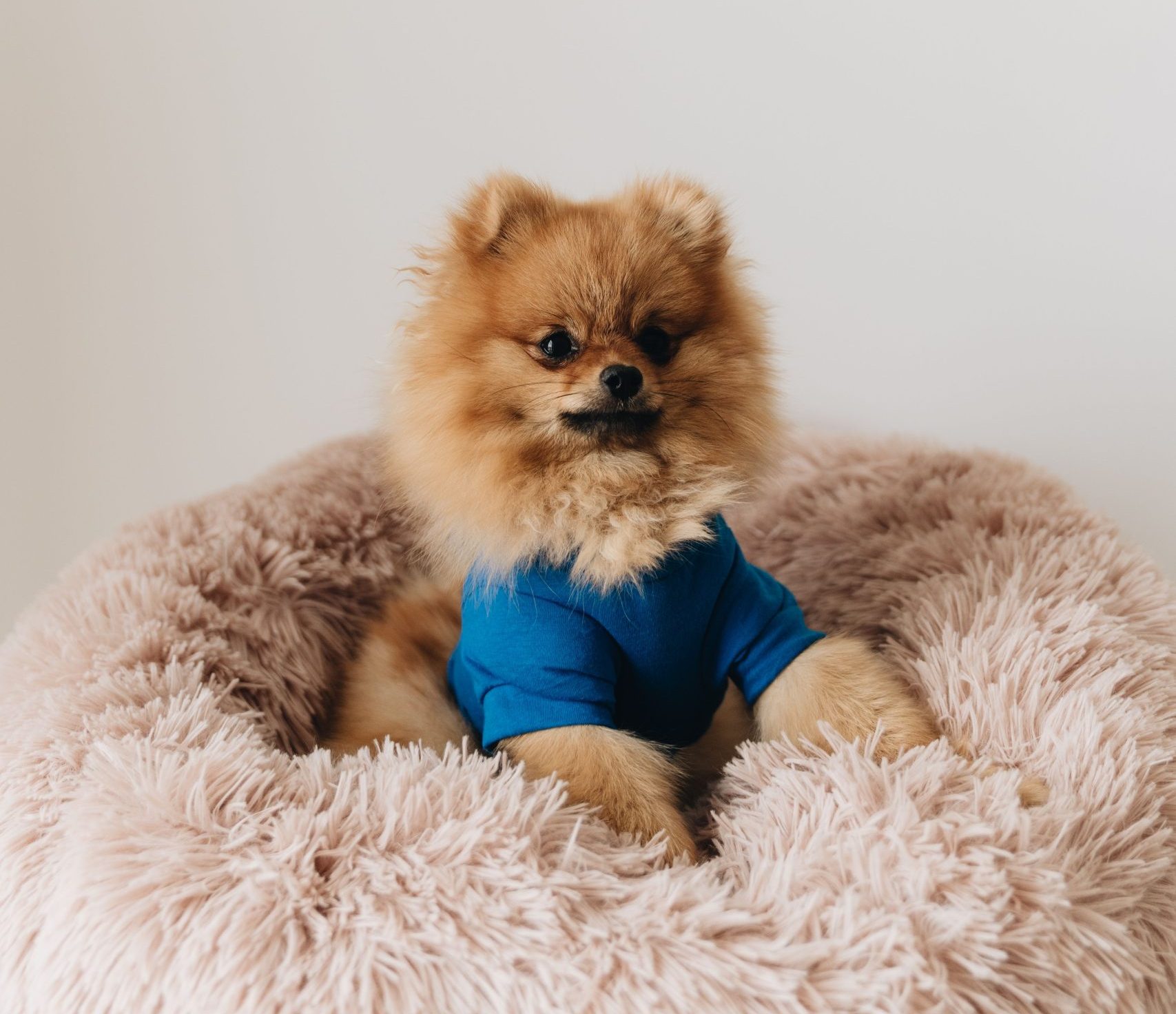 signs your dog need a new bed